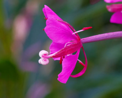 pink flower 3.jpg