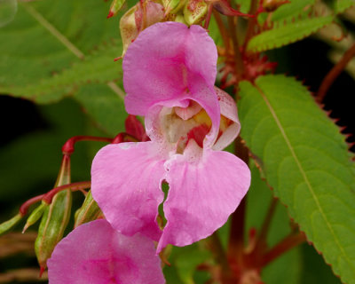 indian balsam.jpg