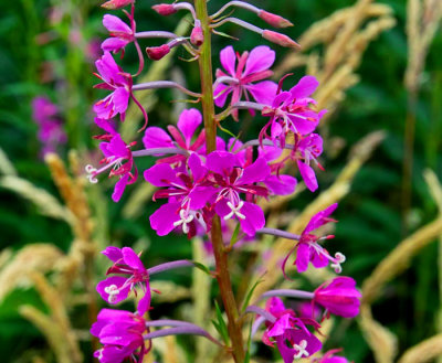 rrosebay willow herb.jpg