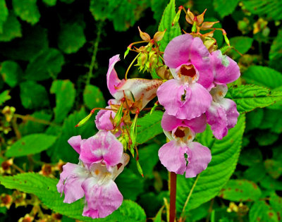 indian balsam flower.jpg