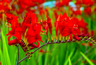 crocosmia 1.jpg