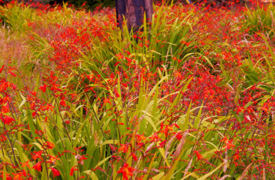 wild crocosmia 2.jpg