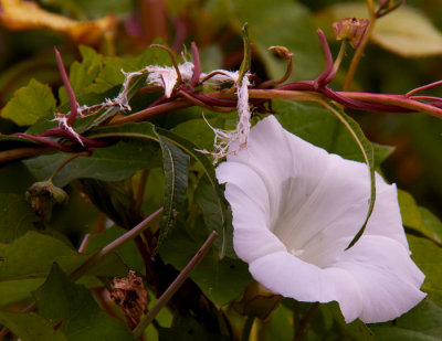 bindweed entwining.jpg