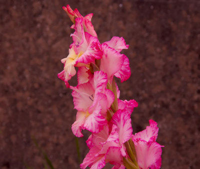 gladioli 1.jpg