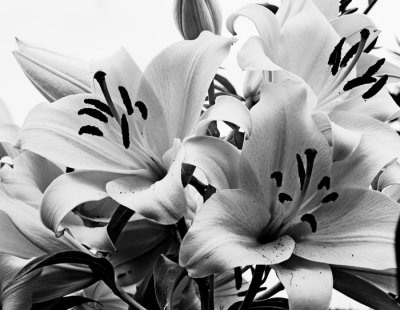 day lilies 2.jpg