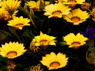 yellow sennetias.jpg