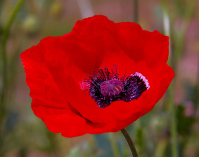 red poppy 1.jpg
