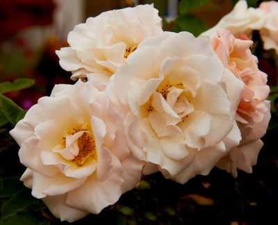 white rose 3.jpg