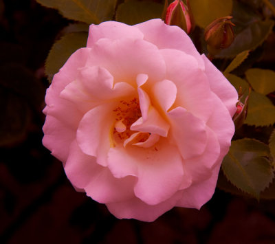 pink rose.jpg