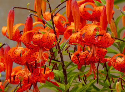 orange day lilies.jpg