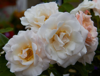 white rose 1.jpg