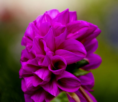 purple flower 1.jpg