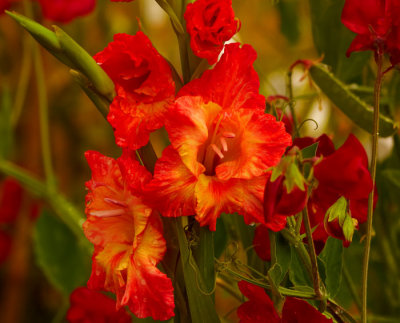 red and yellow galdioli.jpg