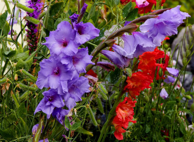 purple gladilloi.jpg