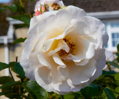 white rose.jpg