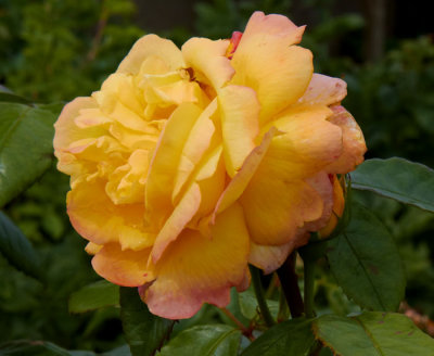 yellow rose.jpg