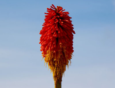 knipophia 2.jpg