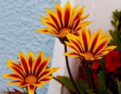 gazanias.jpg
