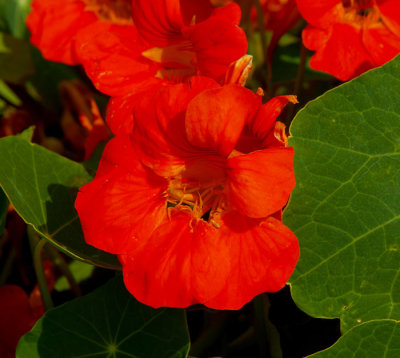 red petunia.jpg