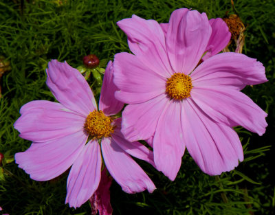 annenomes.jpg