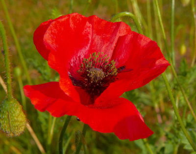 poppy 1.jpg