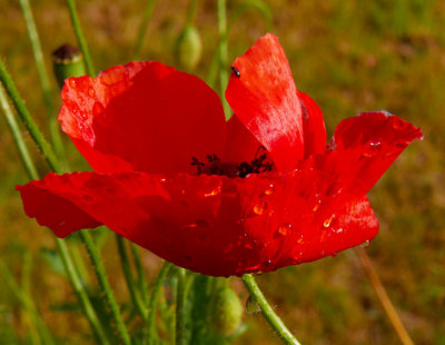 poppy 2.jpg