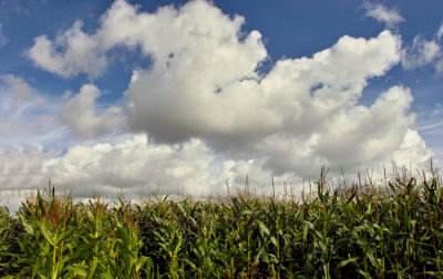 maize and clouds 4.jpg