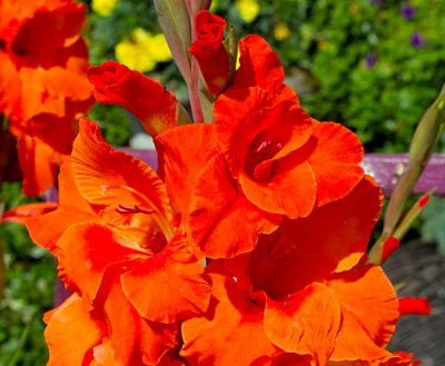 red gladiloli.jpg
