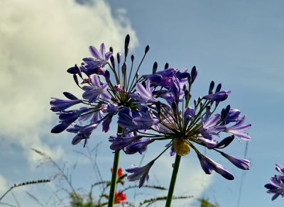 blue agopanteum and sky.jpg