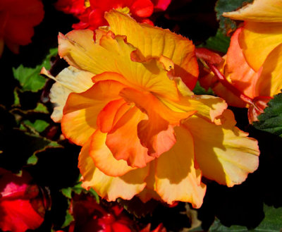 yellow begonia.jpg