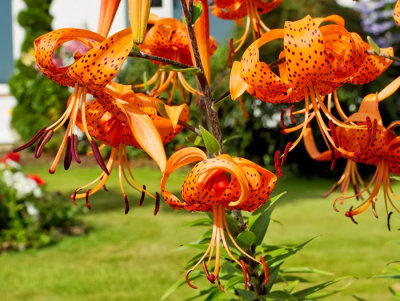 orange day lilies 2.jpg