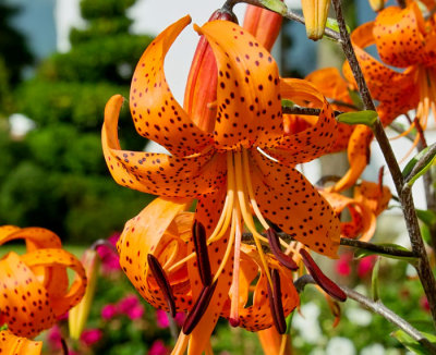 orange day lily 2.jpg