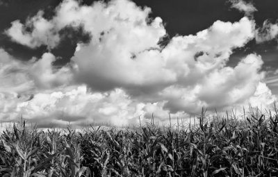 maize and cclouds 2.jpg