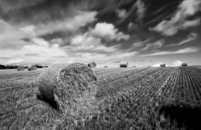 harvesteed fields 2