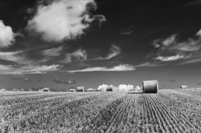 harvested field 1