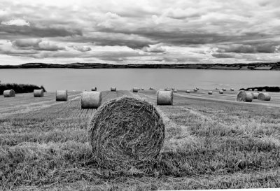 harvested field 3.jpg