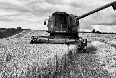 harvesting 2.jpg