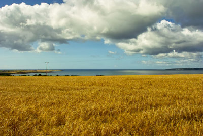 cornfields at hook head.jpg