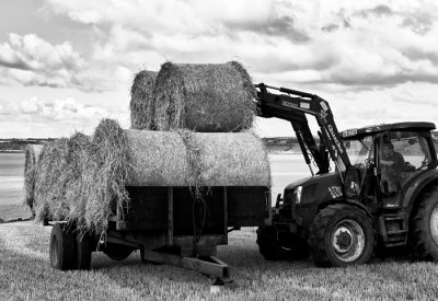 harvest 8.jpg