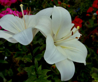 white day lily.jpg