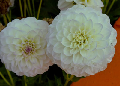 white flowers 2.jpg