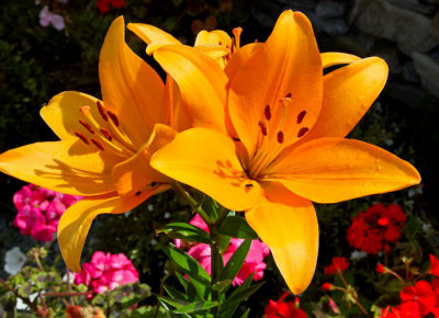 orange day lily.jpg