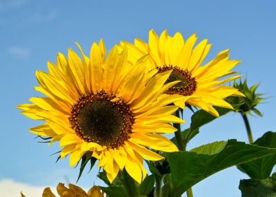 sunflower 3.jpg