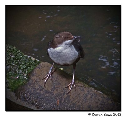 Dipper