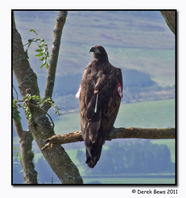 White Tailed Eagle