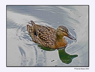 Duck Reflections