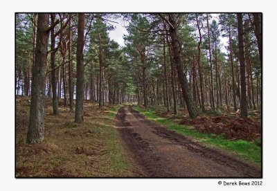 Forest Track