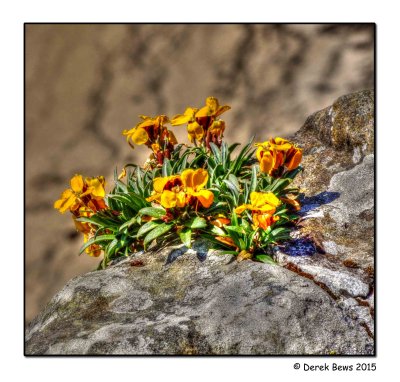 Yellow Horned Poppies