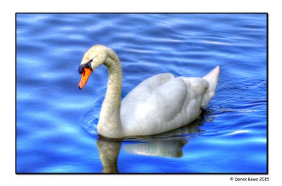 Hungry Swan