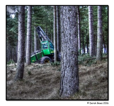 Clearing the Forest